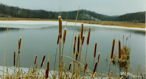 cattails